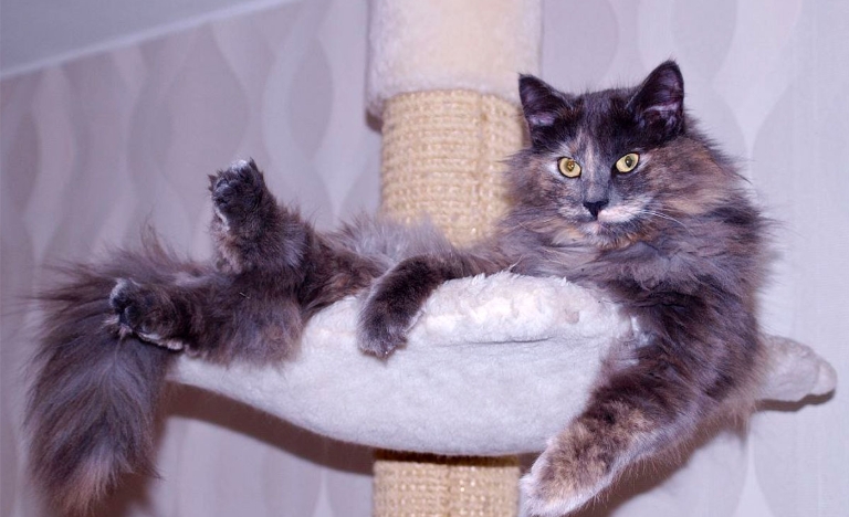 norwegian forest cat freya cats