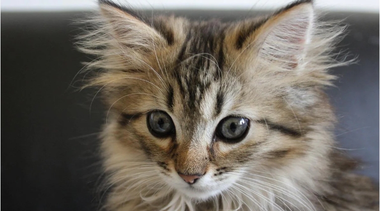 norwegian forest cat information