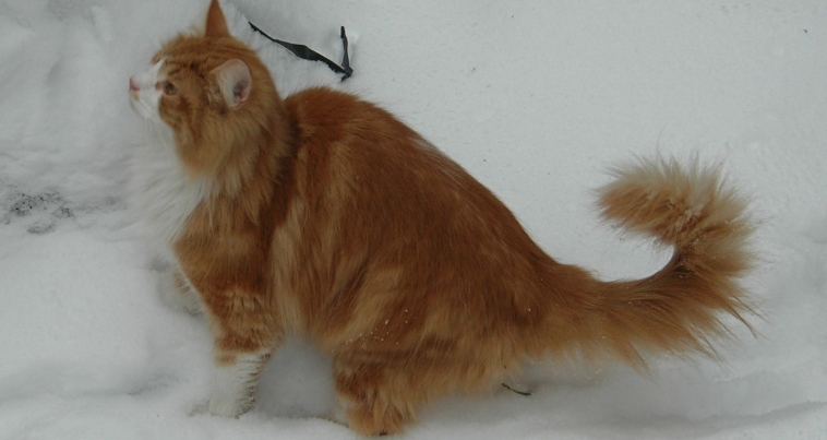 norwegian forest cat orange