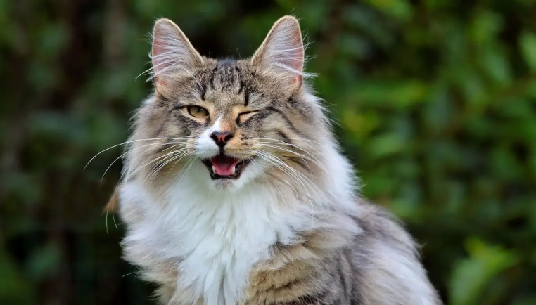 norwegian forest cat personality
