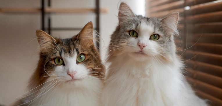 norwegian forest cat how much do they cost