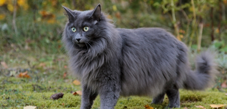 norwegian forest cat health