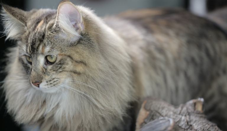 norwegian forest cat freya