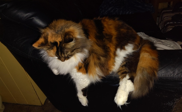 norwegian forest cat nc