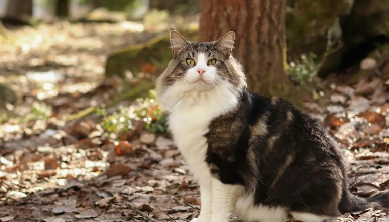 norwegian forest cat how much