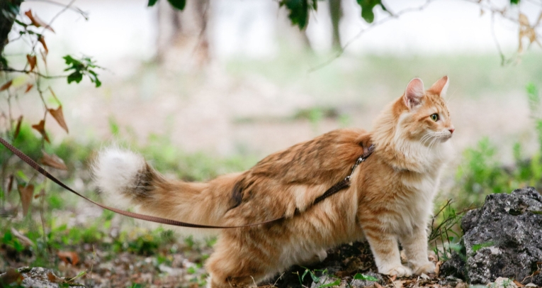 norwegian forest cat fur