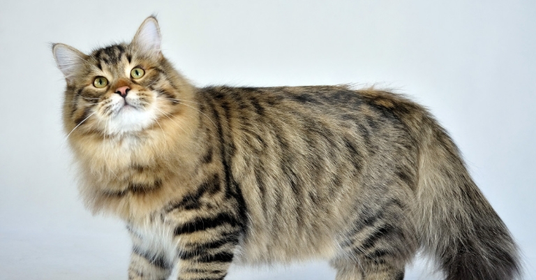 norwegian forest cat for sale price