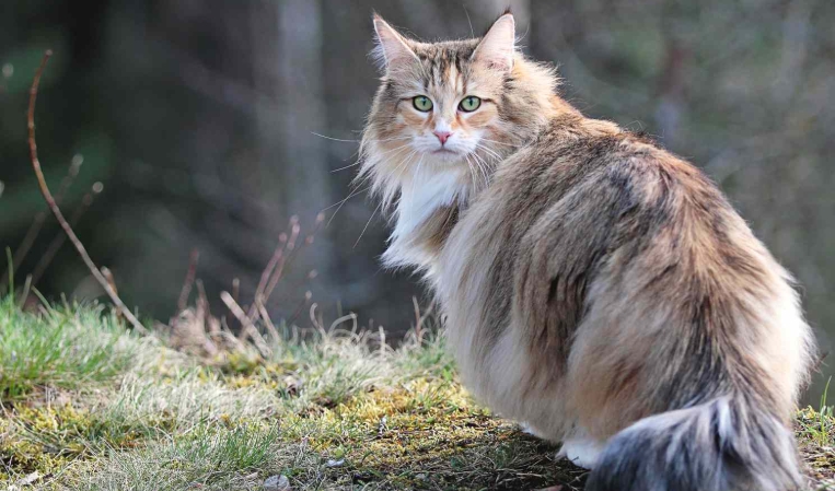 norwegian woodland cat
