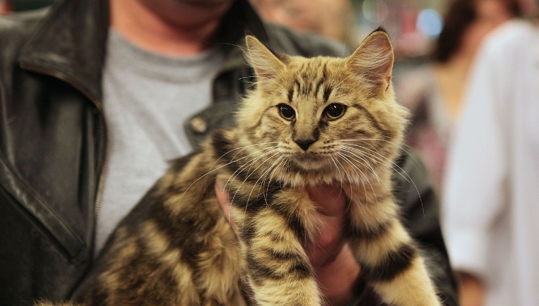 norwegian wild cat