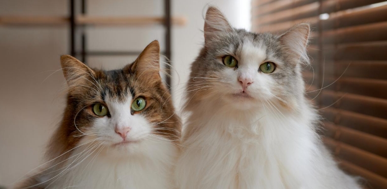 norwegian white cat