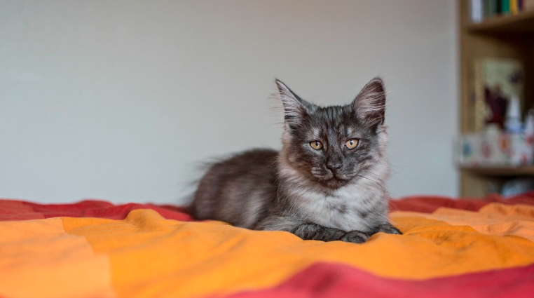 oldest norwegian forest cat