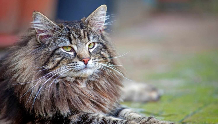 norwegian forest for sale