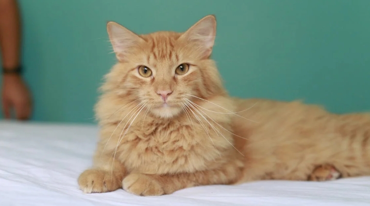 norwegian forest cat white