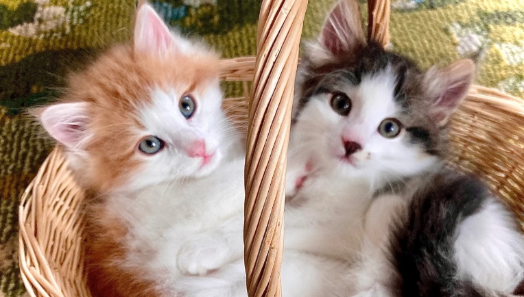 norwegian forest cat victoria