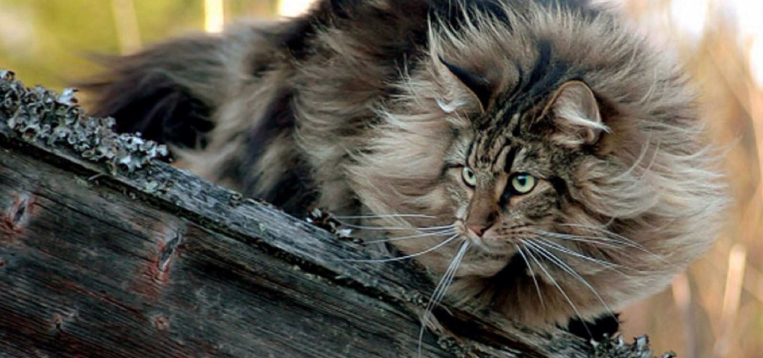 norwegian viking cat