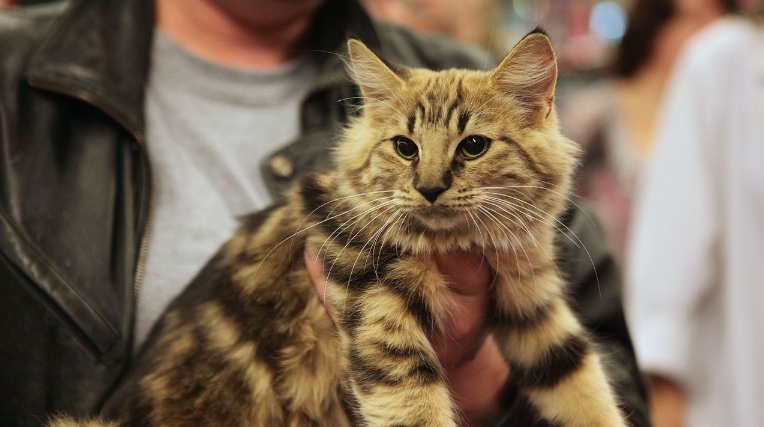 norwegian tabby cat