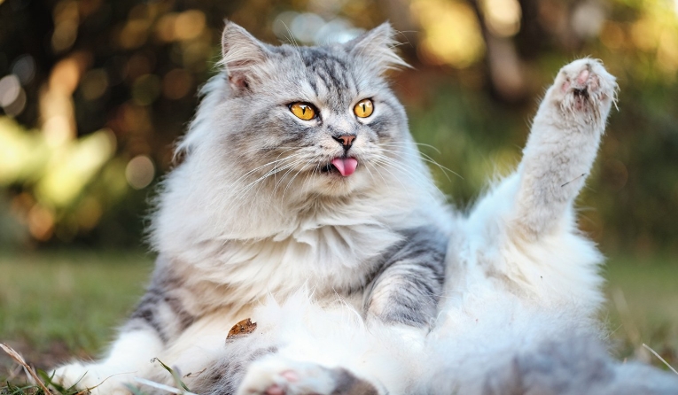 norwegian persian cat