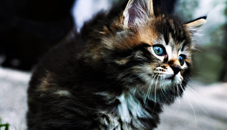 norwegian forest tabby