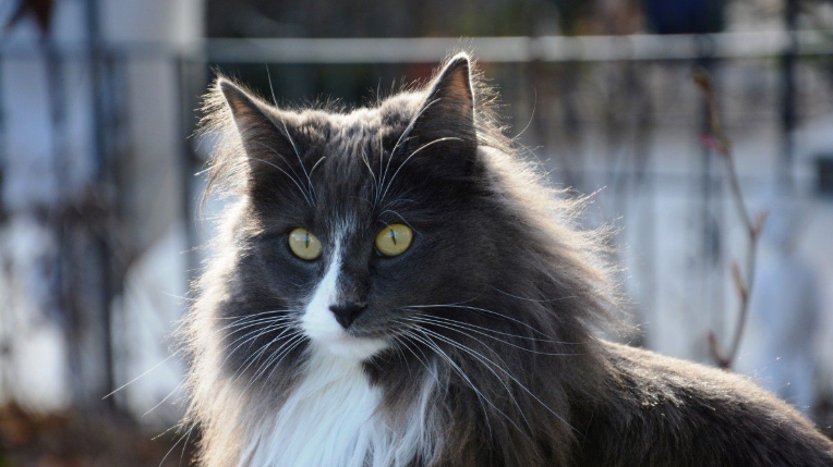 norwegian forest kittens breeders