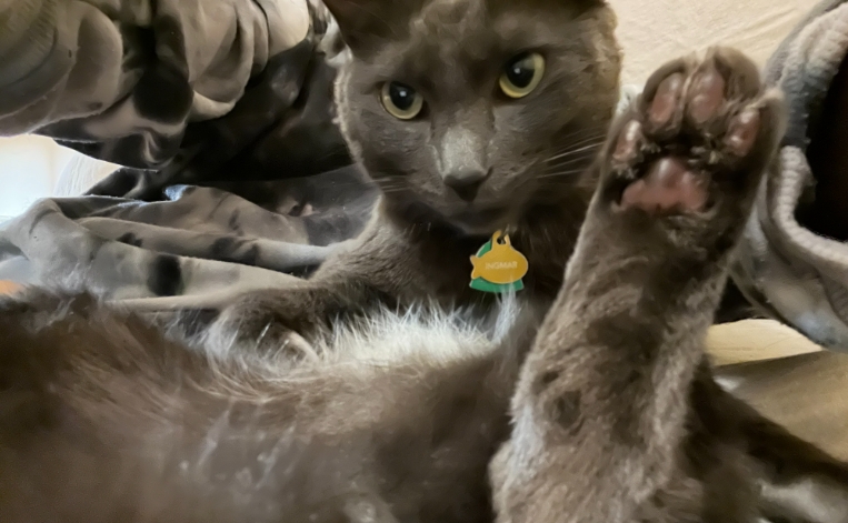 swedish forest cat