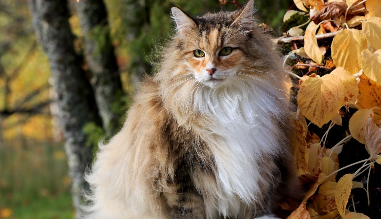 orange norwegian forest cat kitten