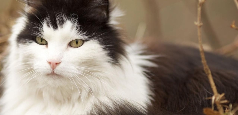 norwegian forest kitten