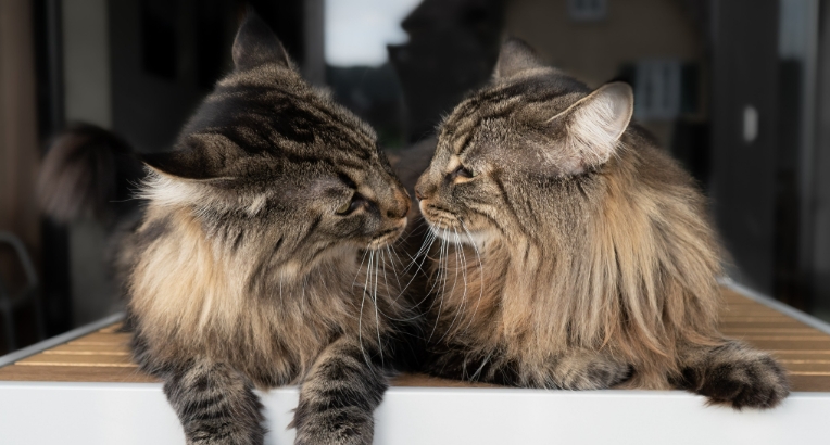 norwegian forest cats solving a puzzle for dogs