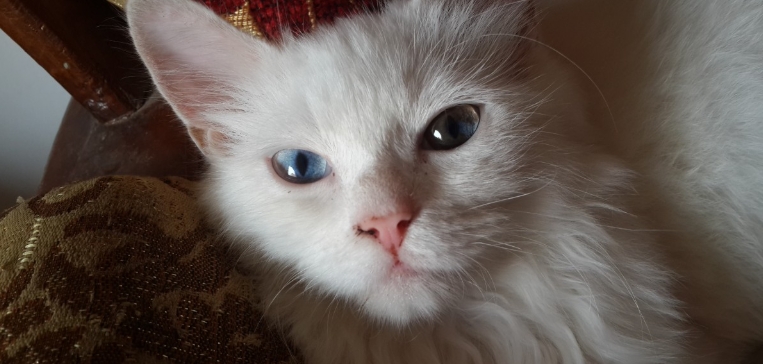 norwegian forest cat white kitten