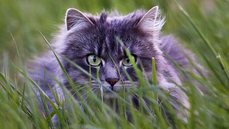 norwegian forest cat washington state
