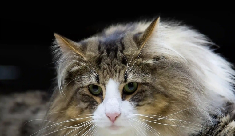 norwegian forest cat usa