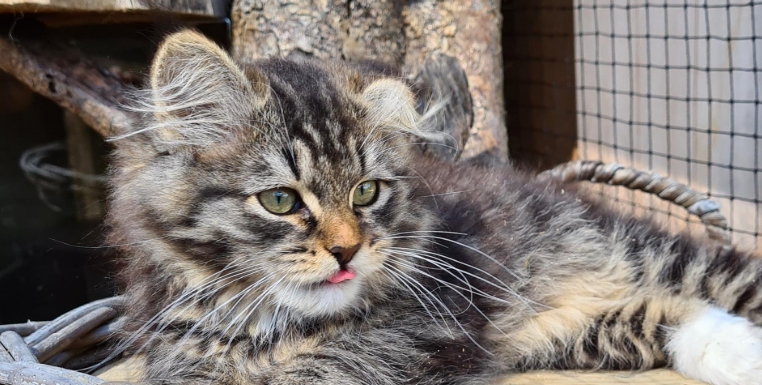noynarock norwegian forest cats