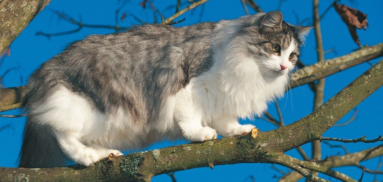 norwegian tree cat