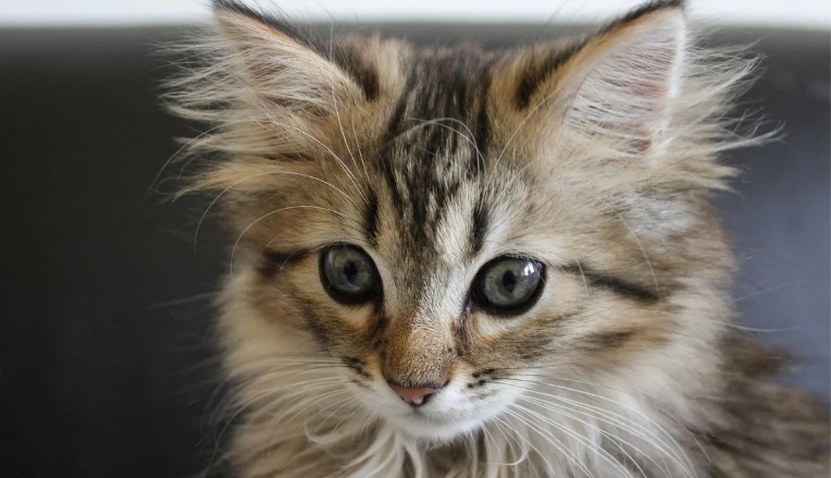 norwegian short hair cat