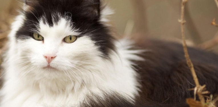 norwegian long hair cat