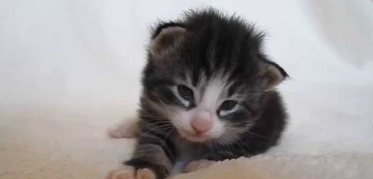 norwegian kittens for sale near me