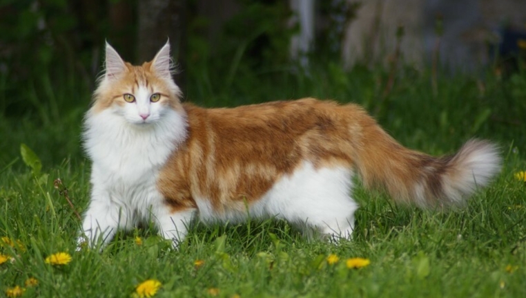 norwegian ice cat