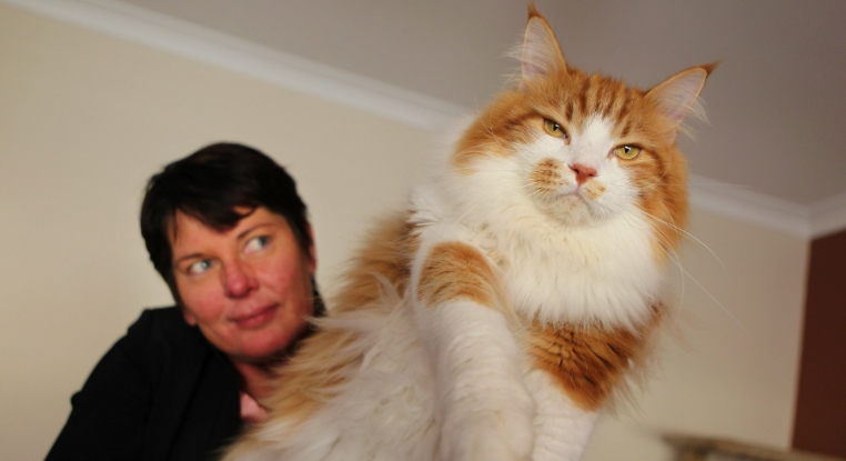 norwegian forest price