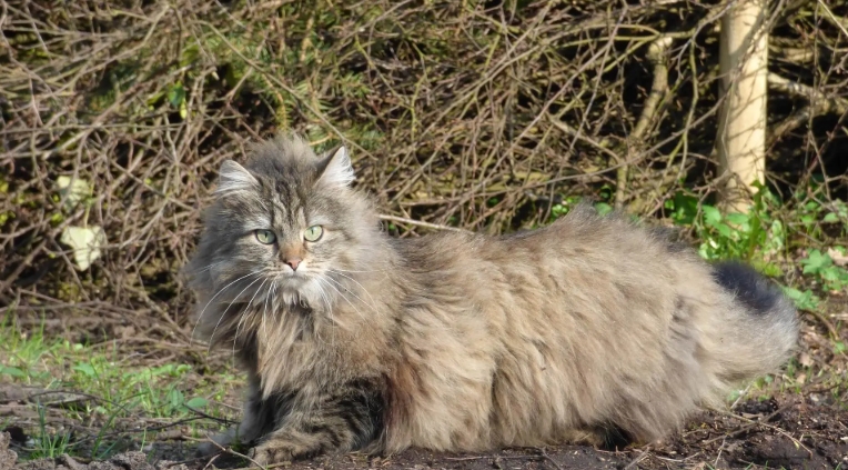 norwegian forest kitten price