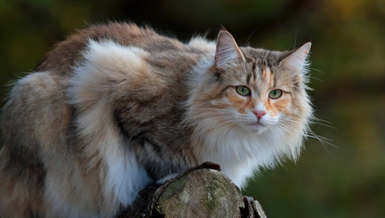 smoke norwegian forest cat