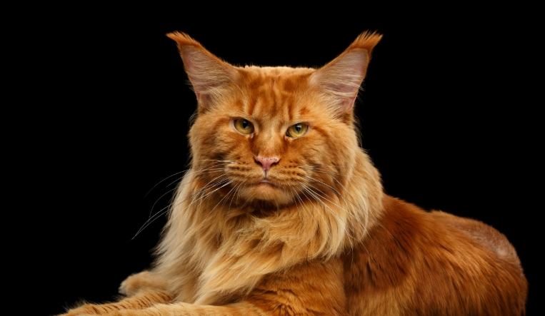 orange norwegian forest cat for sale