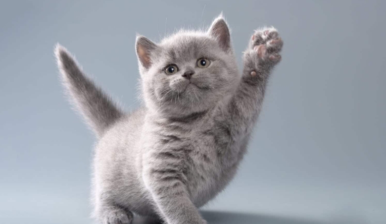 norwegian forest harga