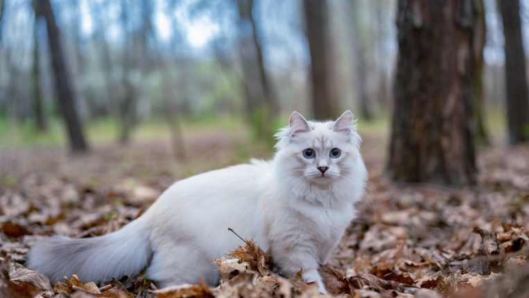 norwegian forest cat white and black