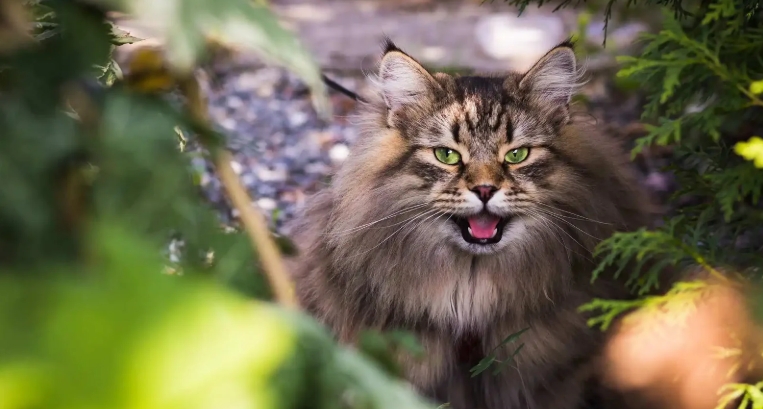 norwegian forest cat traits