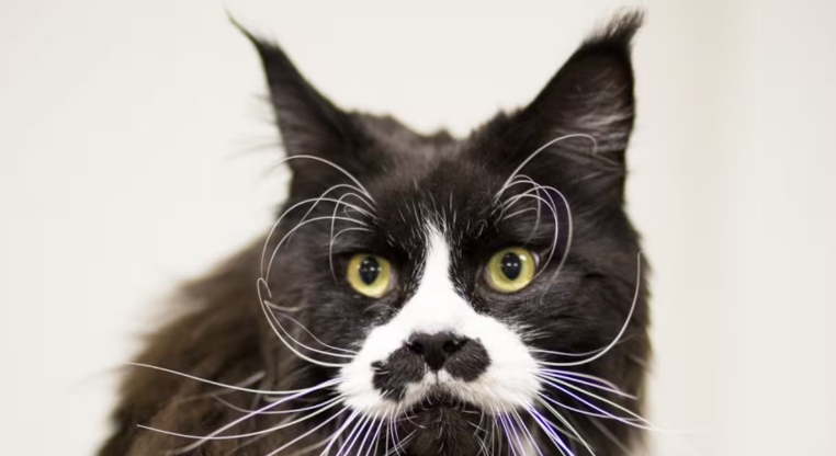 noynarock cats