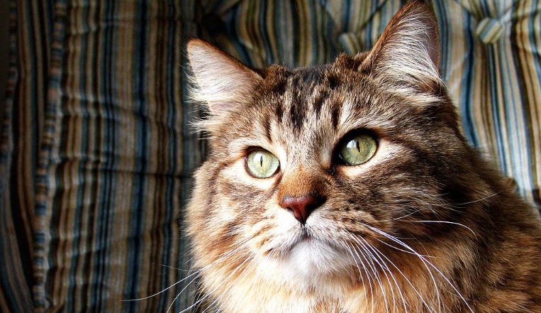 norwegian timber cat
