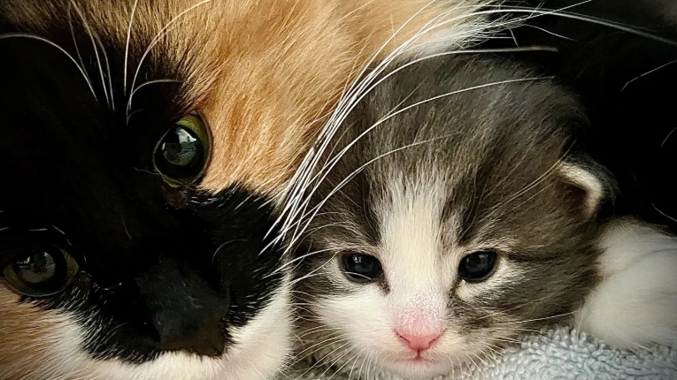 norwegian kitten for sale