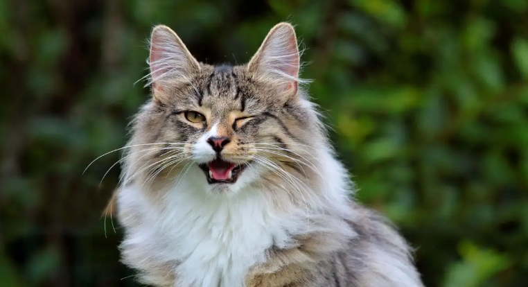 norwegian forest tabby cat