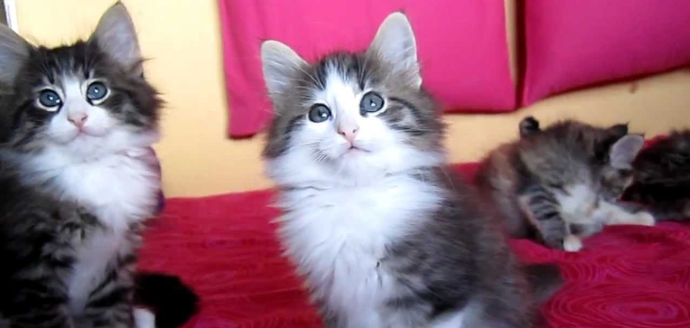 norwegian forest kitten near me