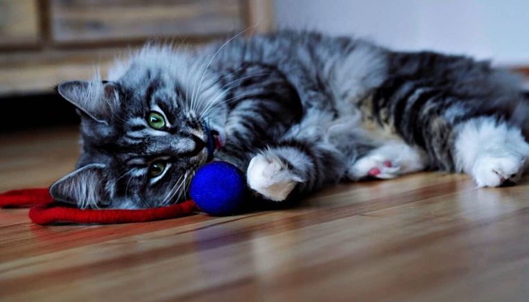 small norwegian forest cat
