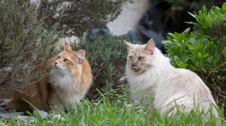 norwegian forest cat x ragdoll